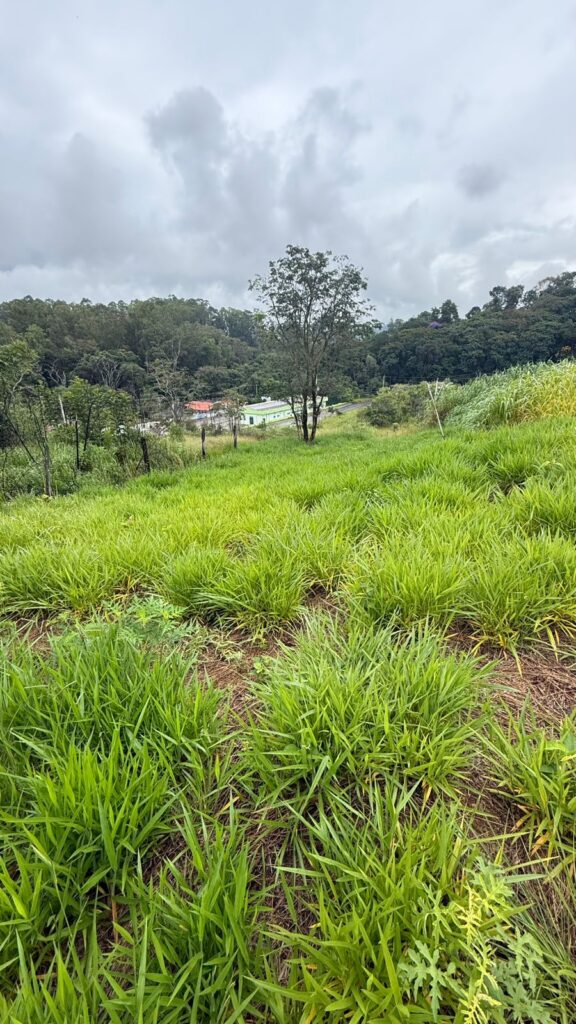 Venda – Terreno no Bairro Lisboa - Imagem 3